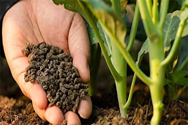 Bio Fertilizer for Soil Improvement