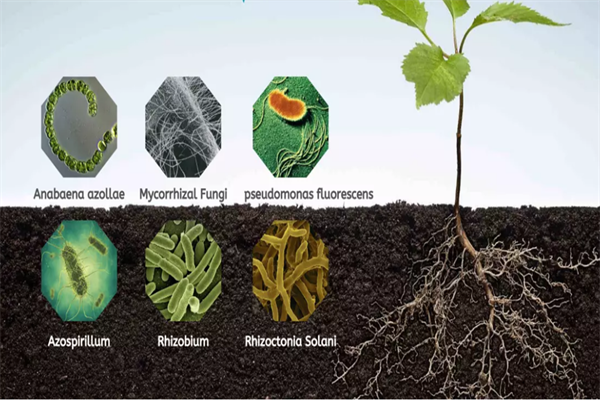 what is bio fertilizers application of bio-fertilizer