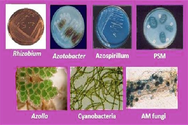 Microbes of Bio-fertilizer Production
