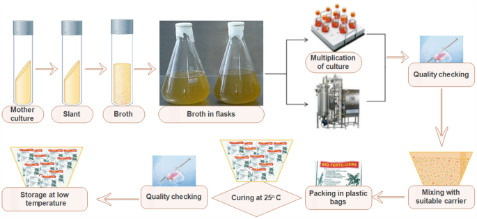 Microbial Agent Production Process
