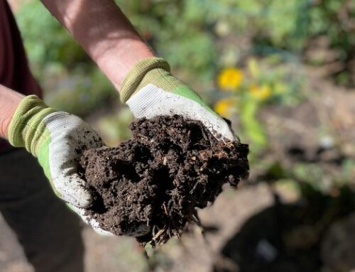 How to Make Organic Compost Fertilizer?