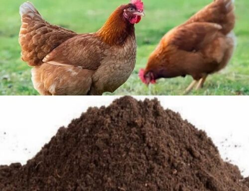 How to Make Organic Fertilizer by Chicken Manure?