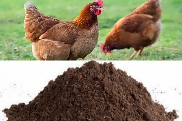 How to Make Organic Fertilizer by Chicken Manure
